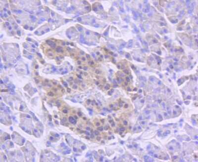 Immunohistochemistry-Paraffin: Musashi-1 Antibody (SJ201) [NBP2-67418] - Analysis of paraffin-embedded human pancreas tissue using anti-Musashi 1 antibody. Counter stained with hematoxylin.