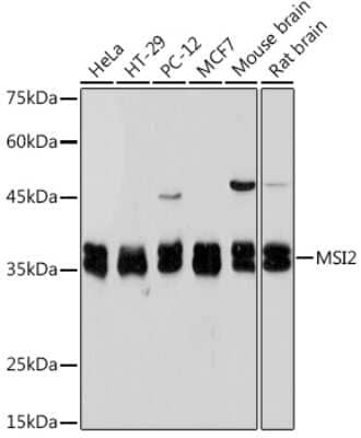 Western Blot: Musashi-2 Antibody (7L4E9) [NBP3-15935] - Western blot analysis of extracts of various cell lines, using Musashi-2 (Musashi-2) Rabbit mAb (NBP3-15935) at 1:1000 dilution. Secondary antibody: HRP Goat Anti-Rabbit IgG (H+L) at 1:10000 dilution. Lysates/proteins: 25ug per lane. Blocking buffer: 3% nonfat dry milk in TBST. Detection: ECL Basic Kit. Exposure time: 5s.