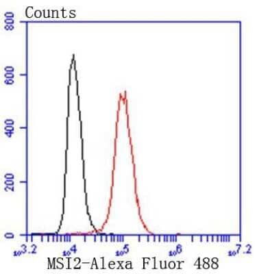 Flow Cytometry: Musashi-2 Antibody (ST59-02) [NBP2-67547] - Analysis of Hela cells with MSI2 antibody at 1/50 dilution (red) compared with an unlabelled control (cells without incubation with primary antibody; black). Alexa Fluor 488-conjugated goat anti rabbit IgG was used as the secondary antibody.