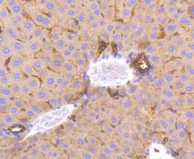 Immunohistochemistry-Paraffin: Musashi-2 Antibody (ST59-02) [NBP2-67547] - Analysis of paraffin-embedded mouse liver tissue using anti-MSI2 antibody. Counter stained with hematoxylin.