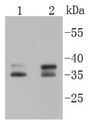 Western Blot: Musashi-2 Antibody (ST59-02) [NBP2-67547] - Analysis of MSI2 on different lysates using anti-MSI2 antibody at 1/1,000 dilution. Positive control:  Lane 1: Lovo  Lane 2: PC-12