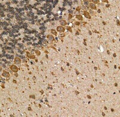 Immunohistochemistry-Paraffin: Muscarinic Acetylcholine Receptor M1/CHRM1 Antibody [NBP2-94511] - Mouse brain using CHRM1 Rabbit pAb at dilution of 1:200 (40x lens).