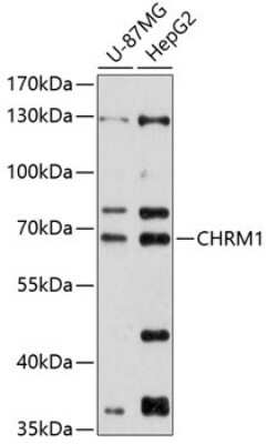 Western Blot: Muscarinic Acetylcholine Receptor M1/CHRM1 Antibody [NBP2-93968] - Analysis of extracts of various cell lines, using Muscarinic Acetylcholine Receptor M1/CHRM1 at 1:1000 dilution.Secondary antibody: HRP Goat Anti-Rabbit IgG (H+L) at 1:10000 dilution.Lysates/proteins: 25ug per lane.Blocking buffer: 3% nonfat dry milk in TBST.Detection: ECL Basic Kit .Exposure time: 60s.