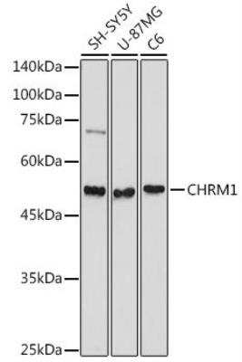 Western Blot: Muscarinic Acetylcholine Receptor M1/CHRM1 Antibody [NBP2-94511] - Analysis of extracts of various cell lines, using CHRM1 antibody  at 1:1000 dilution.Secondary antibody: HRP Goat Anti-Rabbit IgG (H+L) at 1:10000 dilution.Lysates/proteins: 25ug per lane. Blocking buffer: 3% nonfat dry milk in TBST.Detection: ECL Basic Kit. Exposure time: 30s.