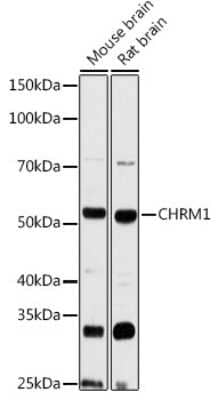 Western Blot: Muscarinic Acetylcholine Receptor M1/CHRM1 Antibody [NBP2-94811] - Western blot analysis of extracts of various cell lines, using Muscarinic Acetylcholine Receptor M1/CHRM1 antibody (NBP2-94811) at 1:3000 dilution. Secondary antibody: HRP Goat Anti-Rabbit IgG (H+L) at 1:10000 dilution. Lysates/proteins: 25ug per lane. Blocking buffer: 3% nonfat dry milk in TBST. Detection: ECL Basic Kit. Exposure time: 90s.