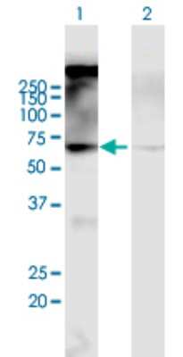 Western Blot: Muscarinic Acetylcholine Receptor M2/CHRM2 Antibody [H00001129-B02P] - Analysis of CHRM2 expression in transfected 293T cell line by CHRM2 polyclonal antibody.  Lane 1: CHRM2 transfected lysate(51.70 KDa). Lane 2: Non-transfected lysate.