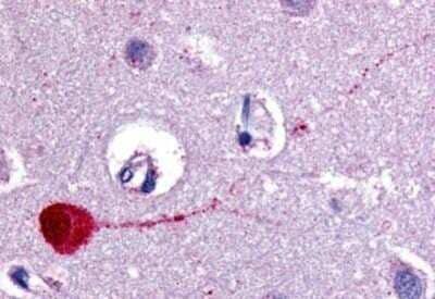 Immunohistochemistry-Paraffin: Muscarinic Acetylcholine Receptor M3/CHRM3 Antibody - BSA Free [NB100-58977] - Analysis of anti-CHRM3 / M3 antibody with human brain, cortex at concentration 10 ug/ml.