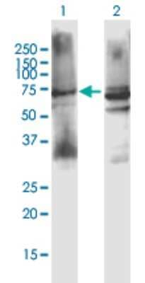 Western Blot: Muscarinic Acetylcholine Receptor M3/CHRM3 Antibody [H00001131-B01P] - Analysis of CHRM3 expression in transfected 293T cell line by CHRM3 polyclonal antibody.  Lane 1: CHRM3 transfected lysate(66.10 KDa). Lane 2: Non-transfected lysate.