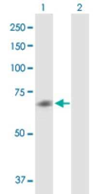Western Blot: Muscarinic Acetylcholine Receptor M5/CHRM5 Antibody [H00001133-B01P] - Analysis of CHRM5 expression in transfected 293T cell line by CHRM5 polyclonal antibody.  Lane 1: CHRM5 transfected lysate(60.10 KDa). Lane 2: Non-transfected lysate.