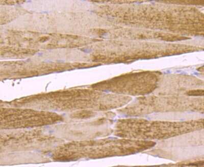 Immunohistochemistry-Paraffin: Muscle Phosphofructokinase/PFKM/PFK-1 Antibody (JU53-31) [NBP2-75578] - Analysis of paraffin-embedded mouse skeletal muscle tissue using anti-Fructose 6 Phosphate Kinase antibody. Counter stained with hematoxylin.