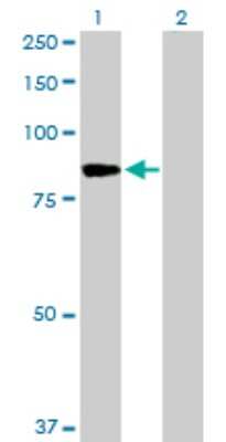 Western Blot: Muscle Phosphofructokinase/PFKM/PFK-1 Antibody [H00005213-D01P] - Analysis of PFKM expression in transfected 293T cell line by PFKM polyclonal antibody.Lane 1: PFKM transfected lysate(85.20 KDa).Lane 2: Non-transfected lysate.