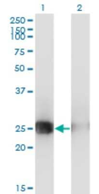 Western Blot: Musculin Antibody (4D7) [H00009242-M05] - Analysis of MSC expression in transfected 293T cell line by MSC monoclonal antibody (M05), clone 4D7. Lane 1: MSC transfected lysatE (22.1 KDa). Lane 2: Non-transfected lysate.