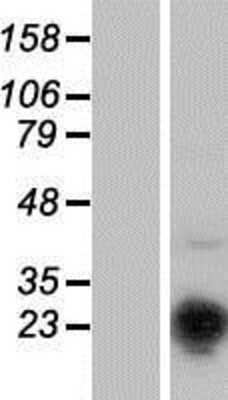 Western Blot: Musculin Overexpression Lysate (Adult Normal) [NBP2-10525] Left-Empty vector transfected control cell lysate (HEK293 cell lysate); Right -Over-expression Lysate for Musculin.