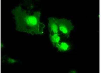 Immunocytochemistry/Immunofluorescence: MxA/Mx1 Antibody (OTI2G12) - Azide and BSA Free [NBP2-72838] - Anti-MX1 mouse monoclonal antibody  immunofluorescent staining of COS7 cells transiently transfected by pCMV6-ENTRY MX1.