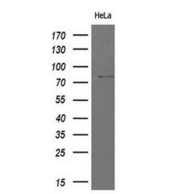 Western Blot: MxA/Mx1 Antibody (OTI2G12) - Azide and BSA Free [NBP2-72838] - Analysis of extracts (10ug) from 1 cell lines by using anti-MX1 monoclonal antibody at 1:200 dilution.