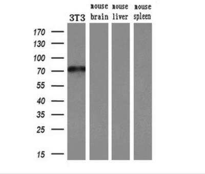 Western Blot: MxA/Mx1 Antibody (OTI2G12) - Azide and BSA Free [NBP2-72838] - Analysis of extracts (10ug) from a mouse cell line and 3 different mouse tissues by using anti-MX1 monoclonal antibody (1:200).