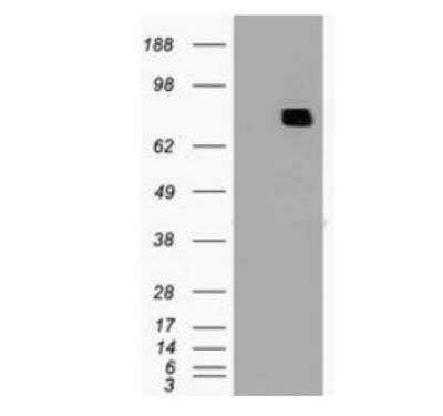 Western Blot: MxA/Mx1 Antibody (OTI2G12) - Azide and BSA Free [NBP2-72838] - MX1 ( Right lane) cDNA for 48 hrs and lysed. Equivalent amounts of cell lysates (5 ug per lane) were separated by SDS-PAGE and immunoblotted with anti-MX1. Positive lysates.