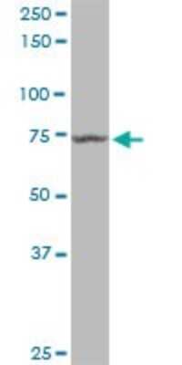 Western Blot: MxA/Mx1 Antibody [H00004599-B01P] - Analysis of MX1 expression in Jurkat.