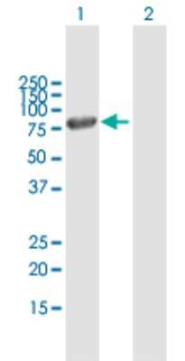 Western Blot: MxA/Mx1 Antibody [H00004599-B01P] - Analysis of MX1 expression in transfected 293T cell line by MX1 polyclonal antibody.  Lane 1: MX1 transfected lysate(72.82 KDa). Lane 2: Non-transfected lysate.