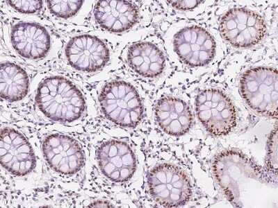 Immunohistochemistry-Paraffin: Mxi1 Antibody [NBP2-97478] - Immunochemical staining of human Mxi1 in human colon with rabbit polyclonal antibody at 1:100 dilution, formalin-fixed paraffin embedded sections.