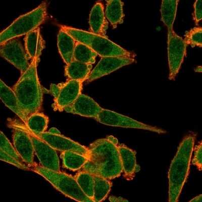 Immunocytochemistry/Immunofluorescence: Mxi1 Antibody (PCRP-MXI1-1A3) [NBP3-08353] - Immunofluorescence analysis of PFA-fixed HeLa cells. Mxi1 Mouse Monoclonal Antibody (PCRP-Mxi1-1A3)