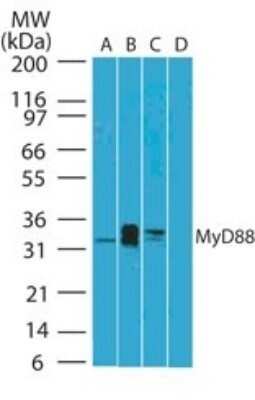 Western Blot: MyD88 Antibody (4D6) - Azide and BSA Free [NBP2-80862] - Analysis of MyD88 in A) human ovary, B) human prostate and Jurkat cell lysate in the C) absence and D) presence of immunizing peptide using this antibody. Goat anti-mouse Ig HRP secondary antibody and PicoTect ECL substrate solution were used for this test. Image from the standard format of this antibody.