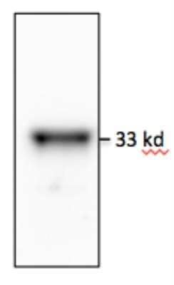 Western Blot: MyD88 Antibody (4D6) - Azide and BSA Free [NBP2-80862] - Normal human bronchial epithelial total cell lysate. Image from verified customer review. Image from the standard format of this antibody.