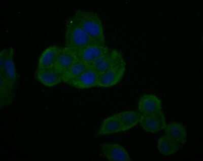 Immunocytochemistry/Immunofluorescence: Myc Epitope Tag Antibody (A3-B4) [NBP2-67089] - ICC staining of Myc Epitope Tag in Hela cells (green). Formalin fixed cells were permeabilized with 0.1% Triton X-100 in TBS for 10 minutes at room temperature and blocked with 1% Blocker BSA for 15 minutes at room temperature. Cells were probed with the