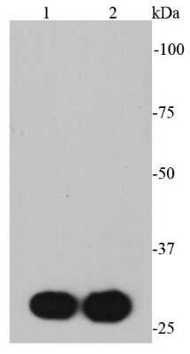 Western Blot: Myc Epitope Tag Antibody (A3-B4) [NBP2-67089] - Analysis of Myc-tag protein on different cell lysates using anti-Myc-tag antibody at 1/2000 dilution. Positive control: Lane 1: N-terminal Myc-tag protein Lane 2: C-terminal Myc-tag protein