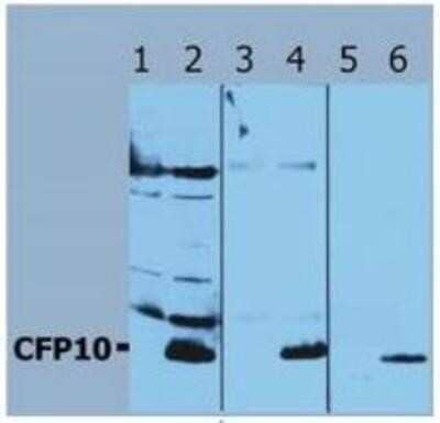 Western Blot: Mycobacterium Tuberculosis CFP10 Antibody [NB110-58737] - Western Blotting analysis (reducing conditions) of recombinant protein CFP10 using polyclonal anti-CFP10 antibody. Lane 1, 3, 5: cell lysates of non-transfected E. coli (negative controls). Lane 2, 4, 6: cell lysate of CFP10-transfected E. coli; dilution (2) 0.5 ug/ml, (4) 0.2 ug/ml, (6) 0.1 ug/ml; detection with Donkey anti-rabbit / HRP secondary antibody.