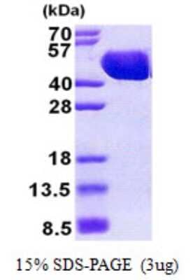 SDS-PAGE Recombinant E. coli MBP His Protein