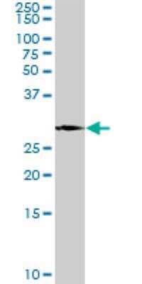 Western Blot: Myelin PLP Antibody [H00005354-D01P] - PLP1 MaxPab rabbit polyclonal antibody. Western Blot analysis of PLP1 expression in mouse testis.