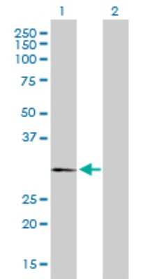 Western Blot: Myelin PLP Antibody [H00005354-D01P] - Analysis of PLP1 expression in transfected 293T cell line by PLP1 polyclonal antibody.Lane 1: PLP1 transfected lysate(30.10 KDa).Lane 2: Non-transfected lysate.