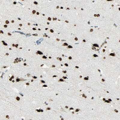 Immunohistochemistry-Paraffin: Myelin expression factor 2 Antibody [NBP1-83766] - Staining of human cerebral cortex shows strong nuclear positivity in neuronal cells and glial cells.