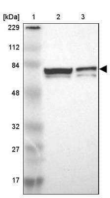 Western Blot: Myelin expression factor 2 Antibody [NBP1-83766] - Lane 1: Marker  [kDa] 229, 112, 84, 48, 32, 27, 17.  Lane 2: Human cell line RT-4.  Lane 3: Human cell line U-251MG sp