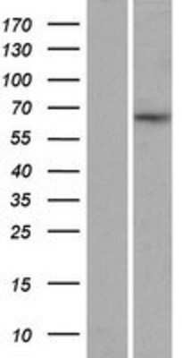 Western Blot: Myelin expression factor 2 Overexpression Lysate (Adult Normal) [NBP2-07082] Left-Empty vector transfected control cell lysate (HEK293 cell lysate); Right -Over-expression Lysate for Myelin expression factor 2.