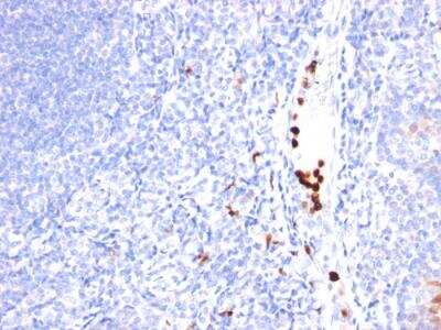 Immunohistochemistry-Paraffin: Myeloid-Associated Differentiation Marker Antibody (MYADM/971) - IHC-Prediluted [NBP2-48435] - Formalin-fixed, paraffin-embedded human Tonsil stained with MYADM Mouse Monoclonal Antibody (MYADM/971).