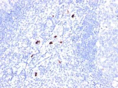 Immunohistochemistry-Paraffin: Myeloid Cell Marker Antibody (BM-1) - Azide and BSA Free [NBP2-34562] - Formalin-fixed, paraffin-embedded human Tonsil stained with Myeloid Specific Monoclonal Antibody (BM-1).