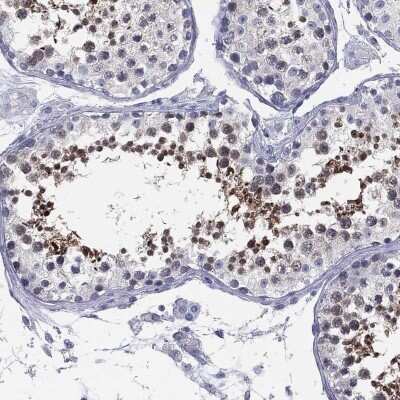Immunohistochemistry-Paraffin: Myeloid leukemia factor 1 Antibody [NBP3-17083] - Staining of human testis shows high expression.