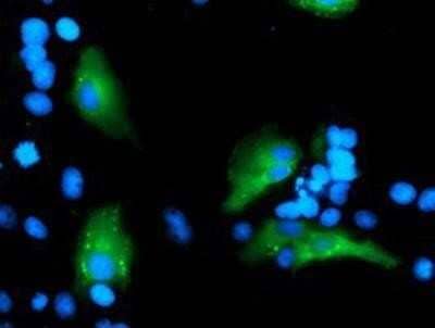 Immunocytochemistry/Immunofluorescence: Myeloid leukemia factor 1 Antibody (OTI3A3) [NBP2-02052] - Staining of COS7 cells transiently transfected by pCMV6-ENTRY Myeloid leukemia factor 1.