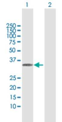 Western Blot: Myeloid leukemia factor 1 Antibody [H00004291-D01P] - Analysis of MLF1 expression in transfected 293T cell line by MLF1 polyclonal antibody.Lane 1: MLF1 transfected lysate(30.60 KDa).Lane 2: Non-transfected lysate.