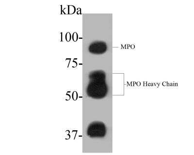 Western Blot: Myeloperoxidase/MPO Antibody (A1F2) [NBP2-89126] - Analysis of Myeloperoxidase on HL-60 lysate. Proteins were transferred to a PVDF membrane and blocked with 5% BSA in PBS for 1 hour at room temperature. The primary antibody( 1/500) was used in 5% BSA at room temperature for 2 hours. Goat Anti-Mouse IgG - HRP Secondary Antibody at 1:5,000 dilution was used for 1 hour at room temperature.