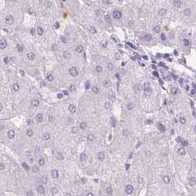 Immunohistochemistry-Paraffin: Myeloperoxidase/MPO Antibody [NBP1-87556] - Staining of human liver.