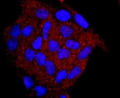 Immunocytochemistry/Immunofluorescence: Myeloperoxidase/MPO Antibody (JM10-58) [NBP2-66964] - Staining Myeloperoxidase in Hela cells (red). The nuclear counter stain is DAPI (blue). Cells were fixed in paraformaldehyde, permeabilised with 0.25% Triton X100/PBS.
