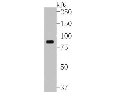 Western Blot: Myeloperoxidase/MPO Antibody (JM10-58) [NBP2-66964] - Western blot analysis of Myeloperoxidase/MPO on HL-60 cell lysates. Proteins were transferred to a PVDF membrane and blocked with 5% BSA in PBS for 1 hour at room temperature. The primary antibody (1/500) was used in 5% BSA at room temperature for 2 hours. Goat Anti-Rabbit IgG - HRP Secondary Antibody (HA1001) at 1:5,000 dilution was used for 1 hour at room temperature.
