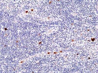 Immunohistochemistry-Paraffin: Myeloperoxidase/MPO Antibody (RM407) [NBP2-89098] - Immunohistochemical staining of formalin fixed and paraffin embedded human tonsil tissue section using Anti-MPO Rabbit Monoclonal Antibody (Clone RM407) at a 1:100 dilution.