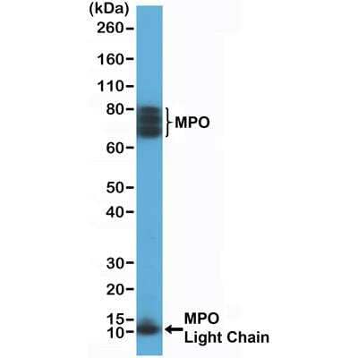 Western Blot: Myeloperoxidase/MPO Antibody (RM407) [NBP2-89098] - Western Blot of HL60 cell lysate using Anti-MPO rabbit monoclonal antibody (Clone RM407) at a 1:200 dilution.