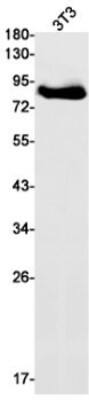 Western Blot: Myeloperoxidase/MPO Antibody (S07-2C7) [NBP3-19707] - Western blot detection of Myeloperoxidase/MPO in 3T3 cell lysates using NBP3-19707 (1:1000 diluted). Predicted band size: 84kDa. Observed band size: 80-90kDa.