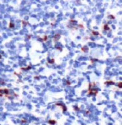 Immunohistochemistry-Paraffin: Myeloperoxidase/MPO Antibody (SP72) [NBP2-12481] - 1/100 dilution, Human tonsil tissue by Immunohistochemistry.