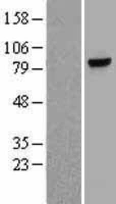 Western Blot: Myeloperoxidase Overexpression Lysate (Adult Normal) [NBL1-13201] Left-Empty vector transfected control cell lysate (HEK293 cell lysate); Right -Over-expression Lysate for Myeloperoxidase.